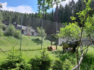 Mitten in der Natur, die freilaufende Kühe schauen hinter dem Zaun zu